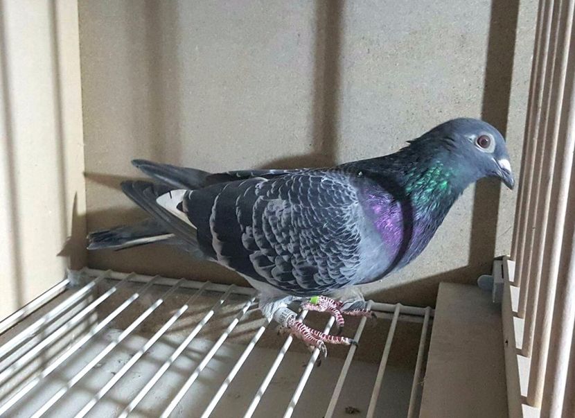 NL-15-1899649 M (8) - Vochin George Gizela