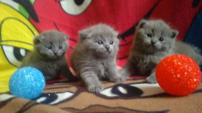 British Shorthair blue - Pisici British Shortair