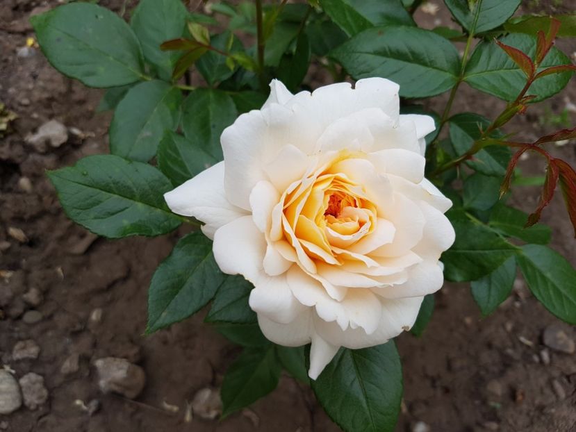  - nadine xella richi