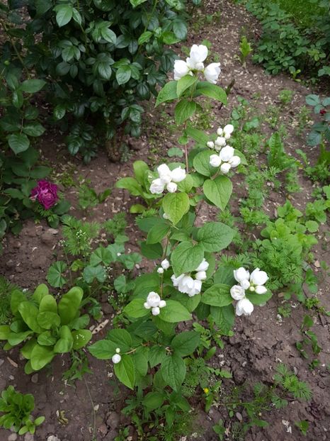 iasomie cu floare dubla - primavara 2017