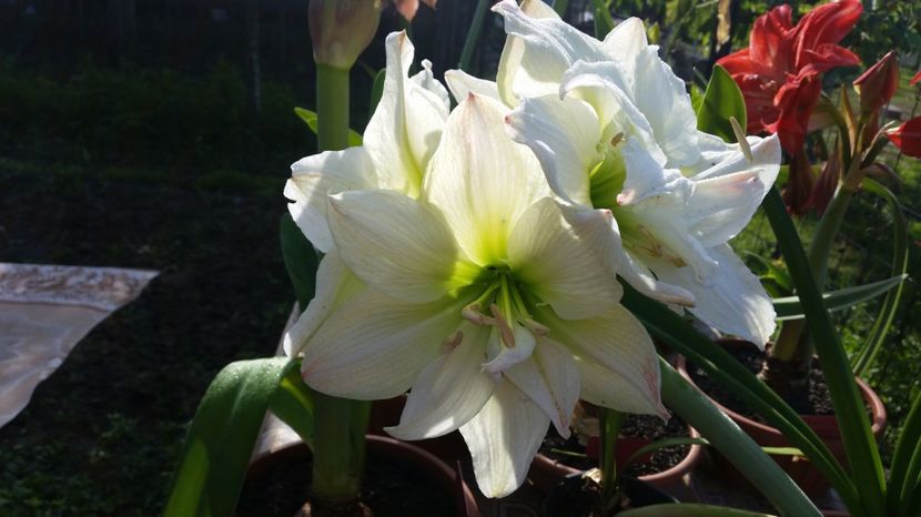  - Amaryllis