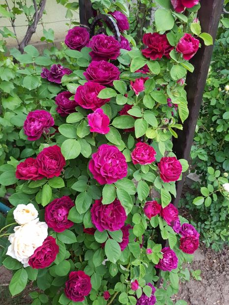  - souvenir du dr jamain