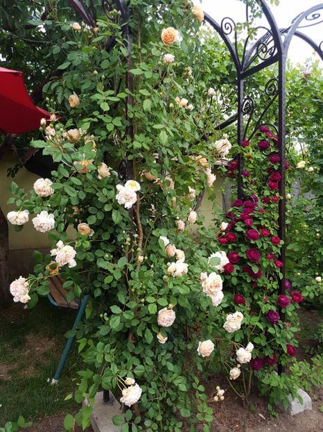  - souvenir du dr jamain