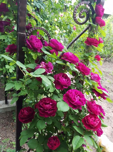  - souvenir du dr jamain