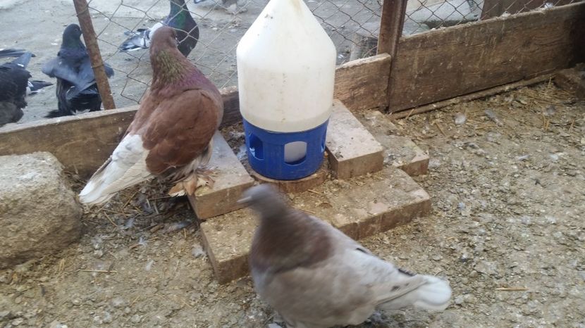  - ROMAGNOLI PORUMBEI