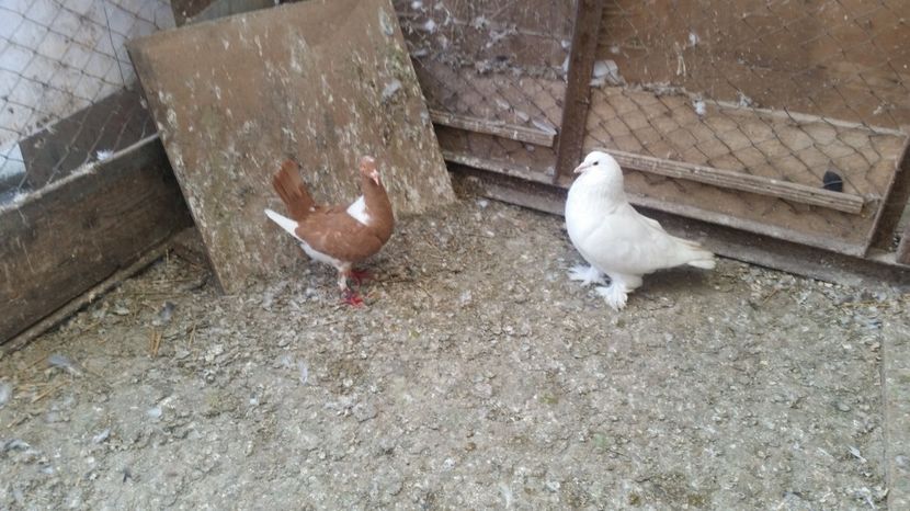  - ROMAGNOLI PORUMBEI