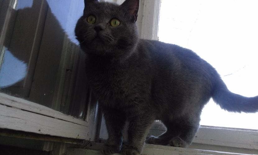 British Shorthair - Pisici British Shortair