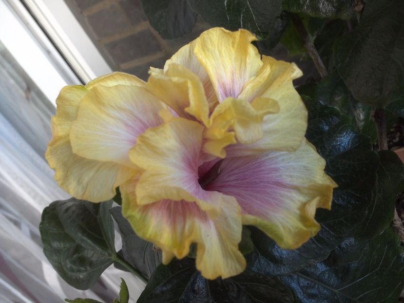 WIN_20170526_083700 - Gator Magic