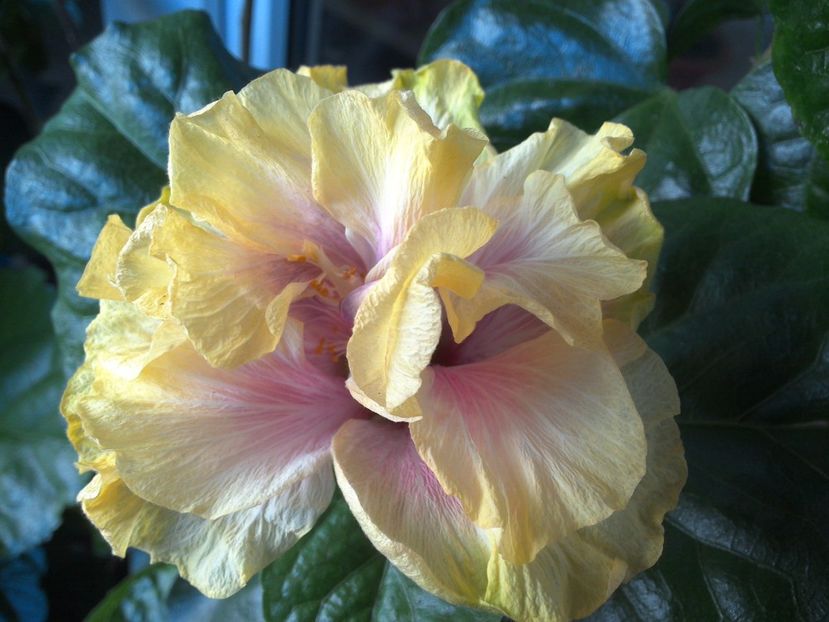 WIN_20170526_083951 - Gator Magic