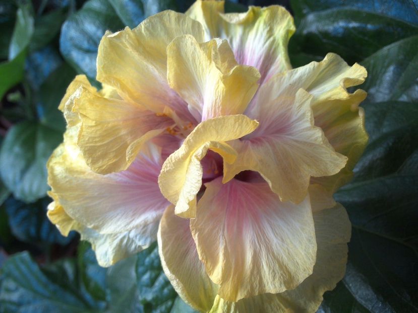 WIN_20170526_084003 - Gator Magic