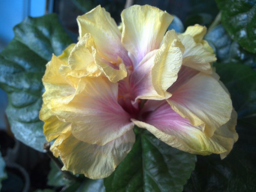 WIN_20170526_084102 - Gator Magic