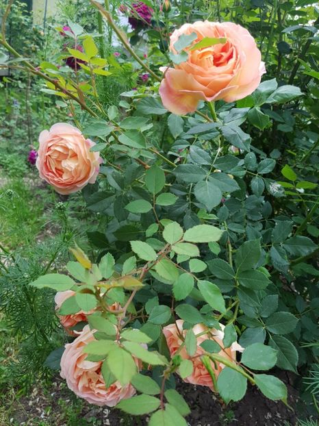 lady of shalott - 2 trandafiri 2017 I