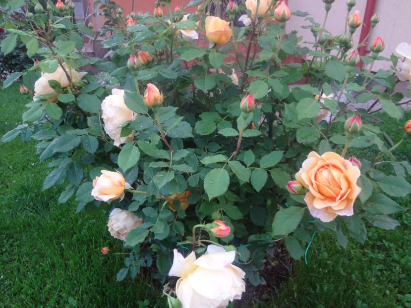  - Austin - Golden Celebration