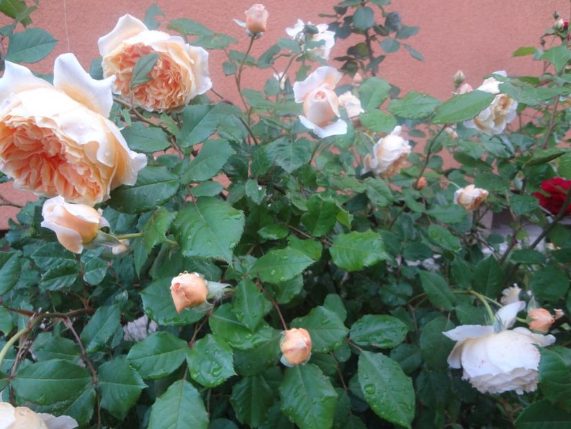  - Austin - Crown Princess Margareta