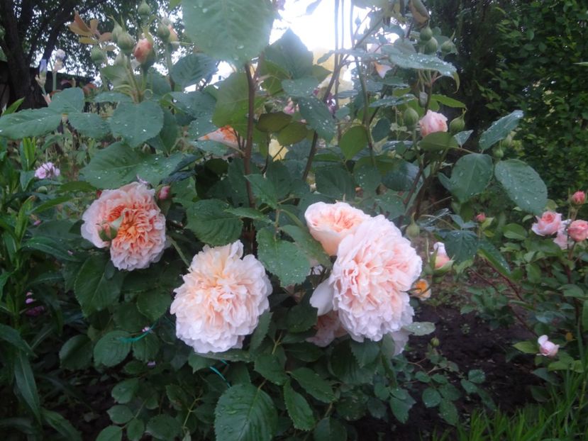  - Austin - Tea Clipper