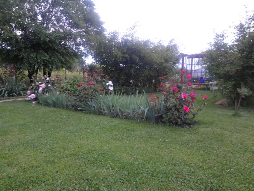  - Gradina mea 2017