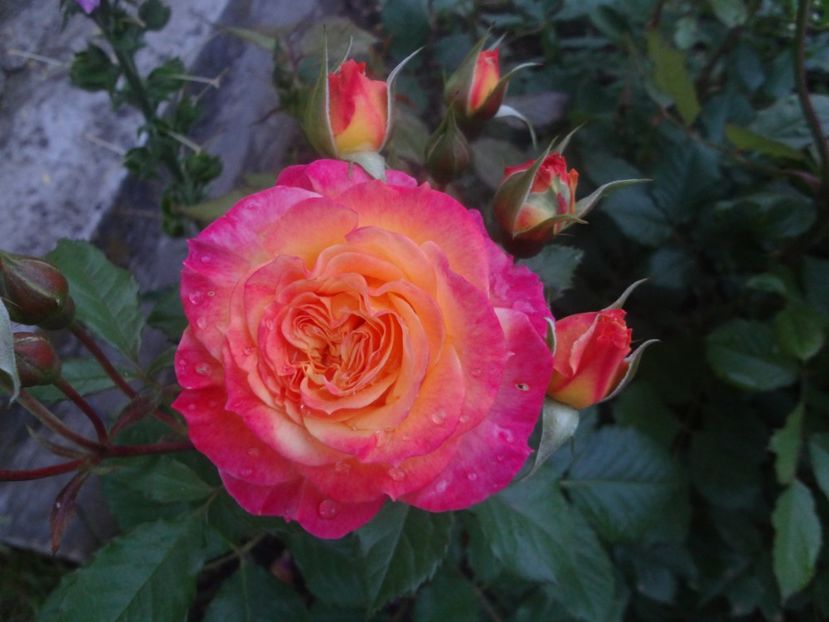  - Kordes - Gartenpass