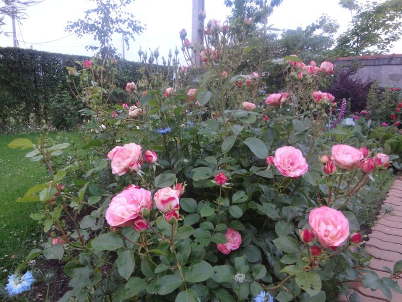  - Plante si flori