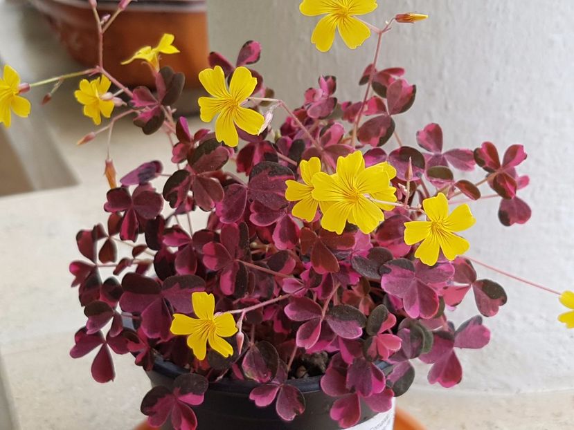 Micutul oxalis-pierdut :( - Alte plante de interior