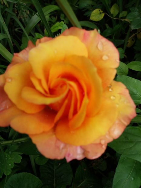 Mini roza - Trandafiri 2017