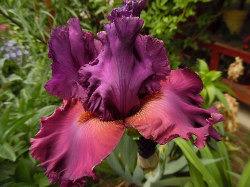 iris chianti classic - 0 Irisi soiuri 2016