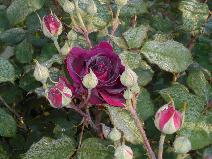 2017 - Munstead Wood