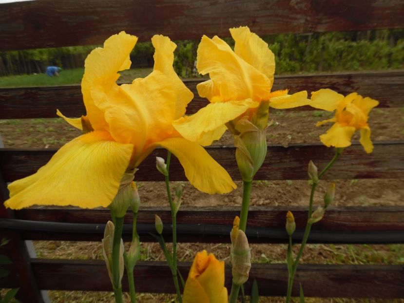 Ola Kala - 0 Irisi soiuri 2016