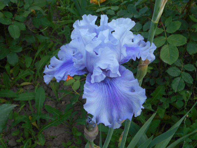 ascent of angel - 4Irisi2017