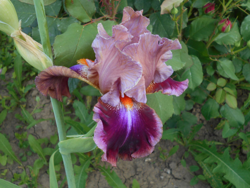 outrageous - 4Irisi2017