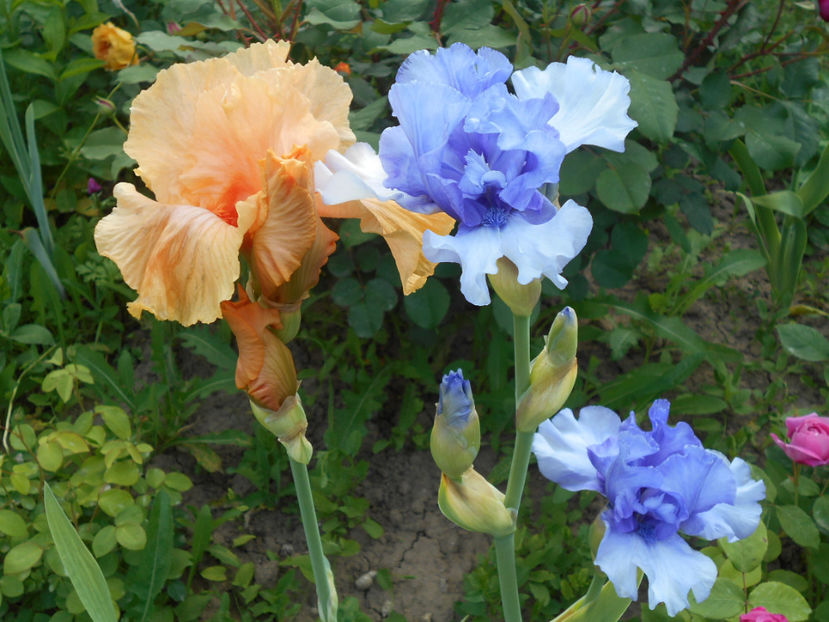 octoberfest si tokatee falls - 4Irisi2017