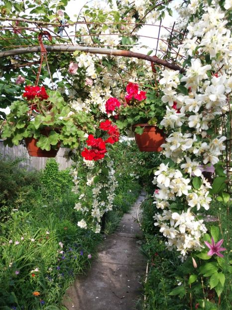  - Arbusti 2017 23 24