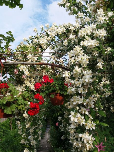  - Arbusti 2017 23 24