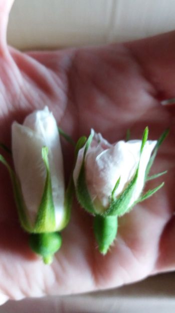 Blanch si Alba maxima - 1 ISTORICI