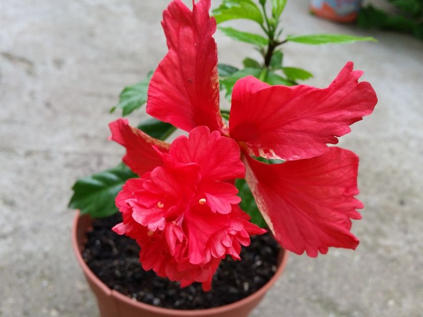 Capitolio Red - Colectia mea de hibiscusi