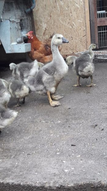  - 3 Boboci de gasca Africana 2017