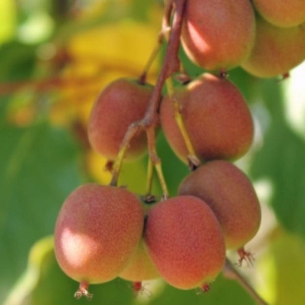 Ananasnaya 3 - KIWI - Actinidia arguta - varietati rosii