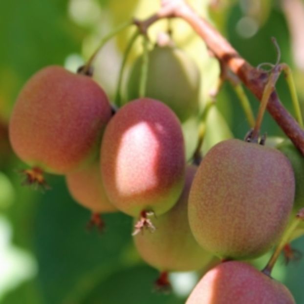 Ananasnaya 4 - KIWI - Actinidia arguta - varietati rosii