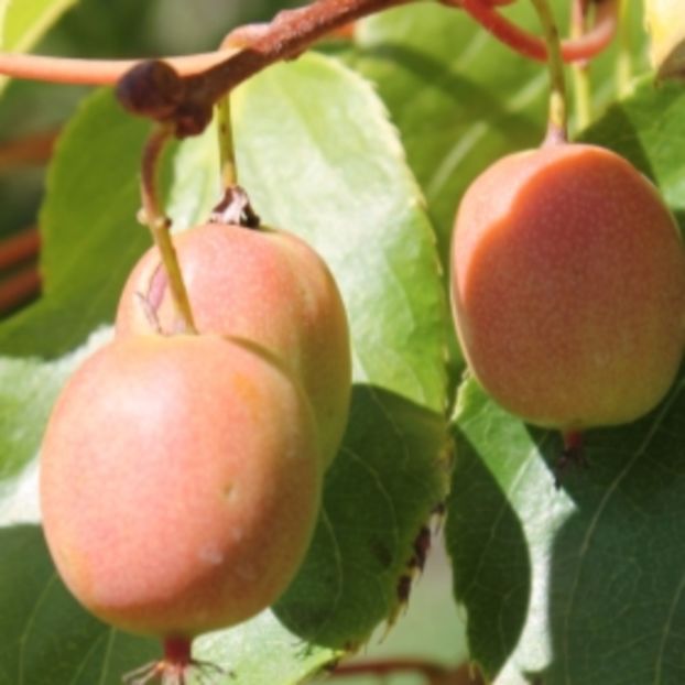 Ananasnaya 5 - KIWI - Actinidia arguta - varietati rosii