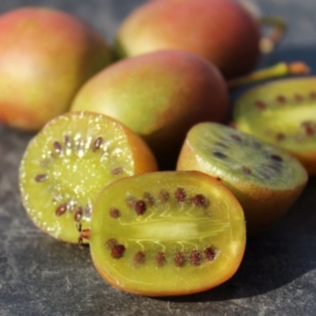 Ananasnaya 6 - KIWI - Actinidia arguta - varietati rosii