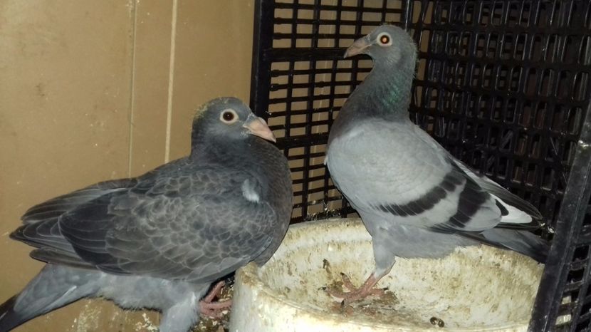  - V Pui voiajori stil vechi 2017