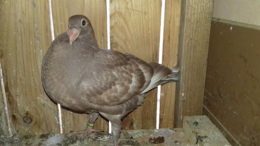  - V Pui voiajori stil vechi 2017