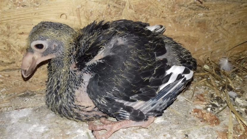  - V Pui voiajori stil vechi 2017