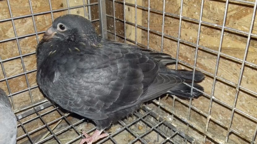  - V Pui voiajori stil vechi 2017