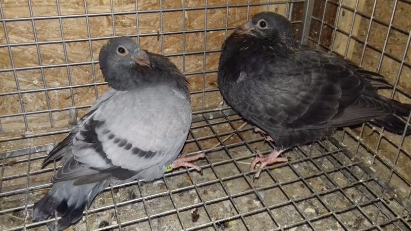  - V Pui voiajori stil vechi 2017