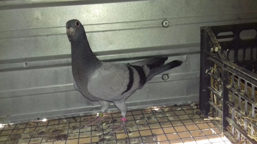  - V Pui voiajori stil vechi 2017