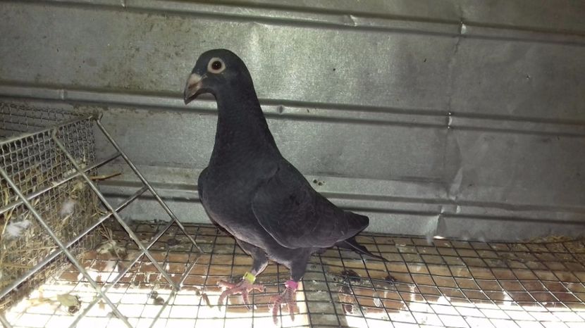  - V Pui voiajori stil vechi 2017