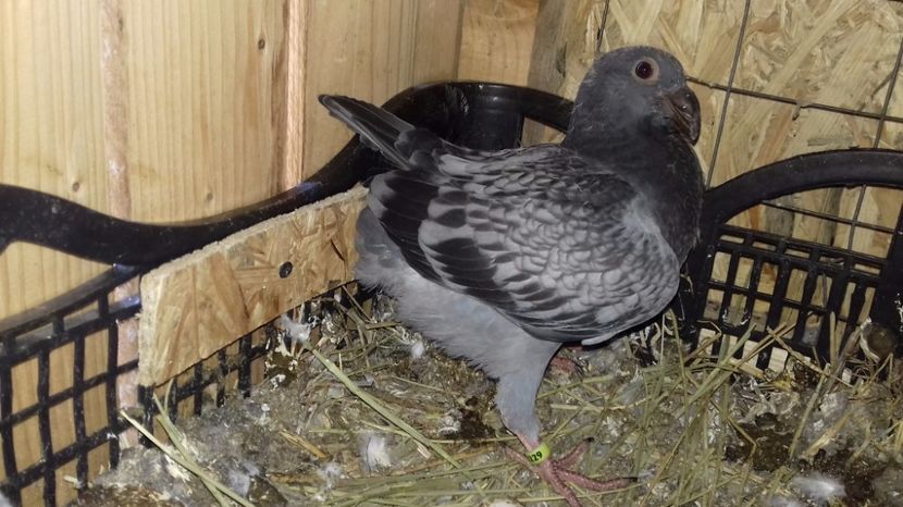  - V Pui voiajori stil vechi 2017