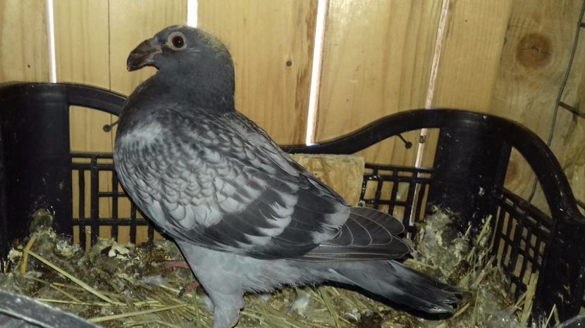  - V Pui voiajori stil vechi 2017