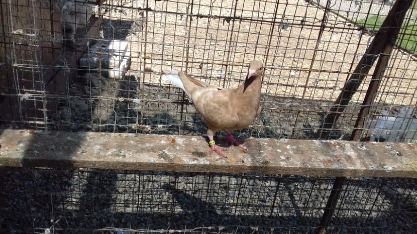  - V Pui voiajori stil vechi 2017