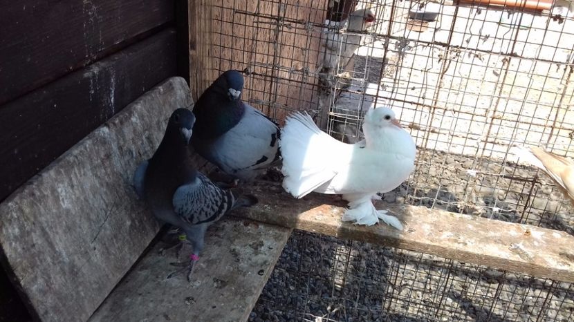  - V Pui voiajori stil vechi 2017